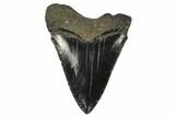 Juvenile Megalodon Tooth - Georgia #115713-1